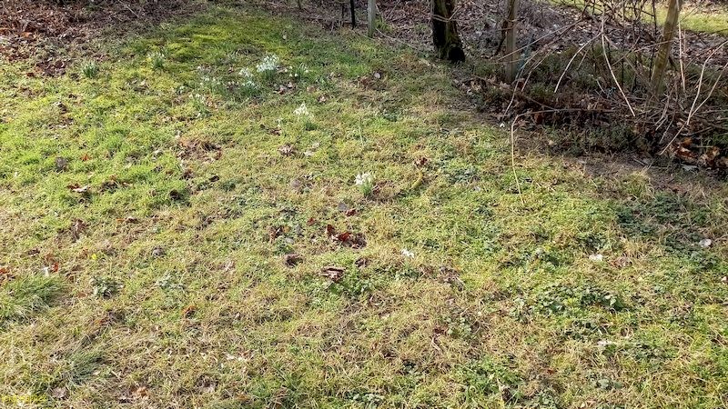 Schneeglöckchen vor dem Beet „Wein“ 6. Kalenderwoche 2022