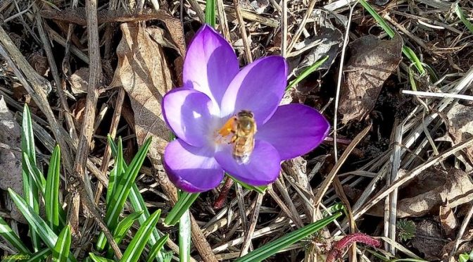 Honigbiene am lila Krokusblüte V Beet "Steingarten" 8. Kalenderwoche 2022