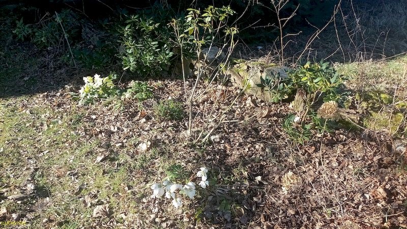 Christrosen, Rhododendron Beet "Mohrchen" 10. Kalenderwoche 2022