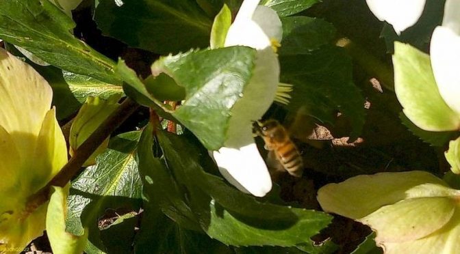 Honigbiene und Christrose