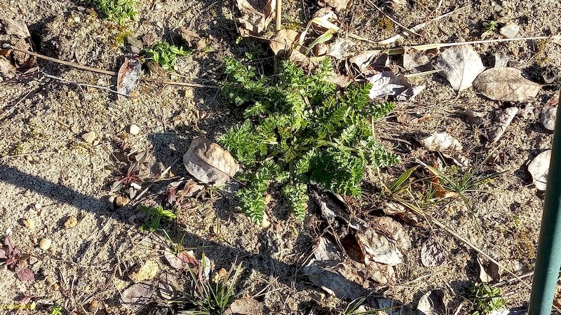 Kümmel I Beet "Erdbeere" 10. Kalenderwoche 2022