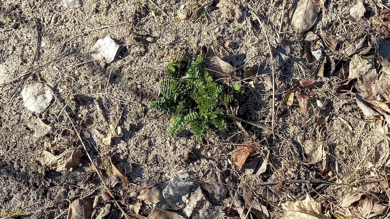 Kümmel II Beet "Erdbeere" 10. Kalenderwoche 2022