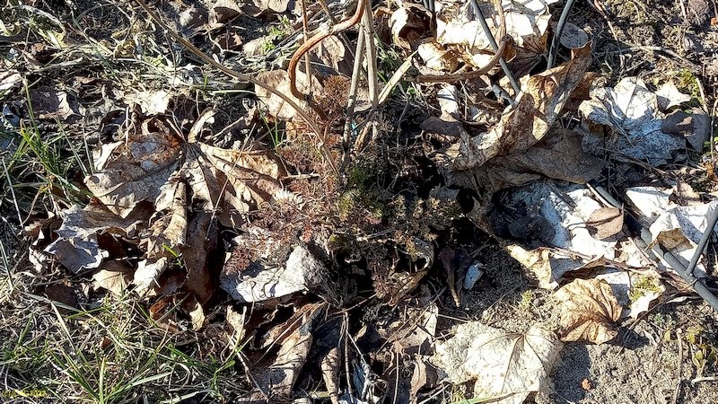 Bronzefenchel Beet "Erdbeere" 10. Kalenderwoche 2022