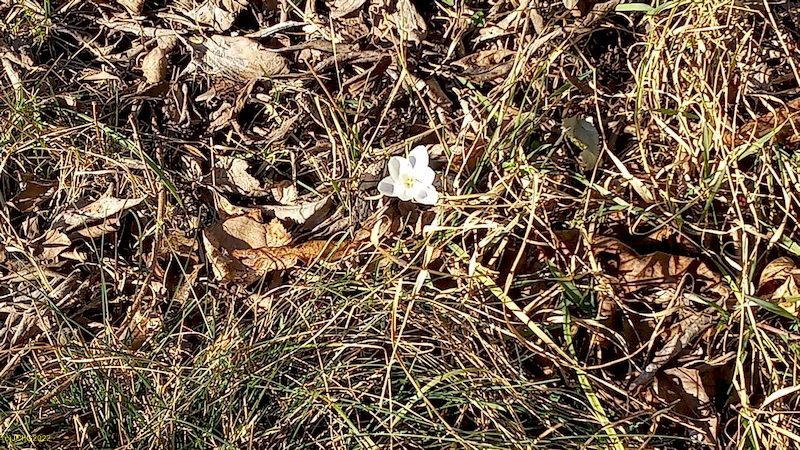 Krokus Beet "Elstar" 10. Kalenderwoche 2022