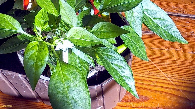 Blüte an der neuen Capsicum Annuum 10. Kalenderwoche 2022