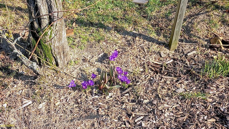 Krokusse und Tulpen Beet "Wein" 10. Kalenderwoche 2022