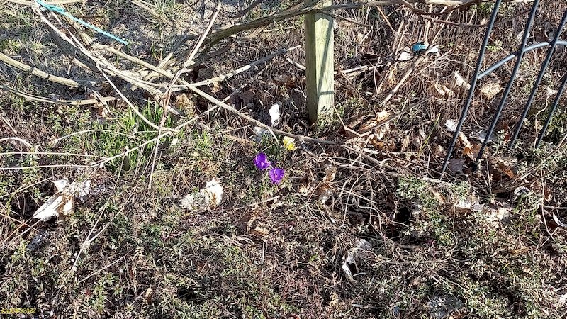 Krokusse und Thymian Beet "Wein" 10. Kalenderwoche 2022