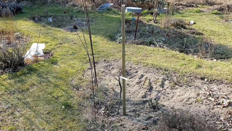 Schneeglöckchen auf dem Weg vor Beet "Meerrettich" 10. Kalenderwoche 2022