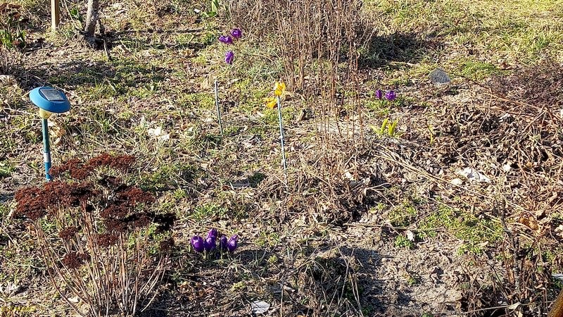 Abgeblühte Fette Henne und blühende Krokusse Beet "Meerrettich" 10. Kalenderwoche 2022