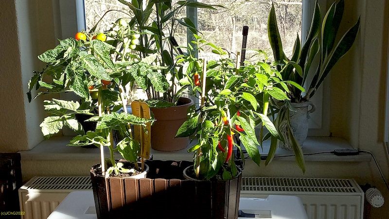 Die neue Cocktailtomate Orange und eine neue Capsicum Annuum im Wohnzimmer 10. Kalenderwoche 2022
