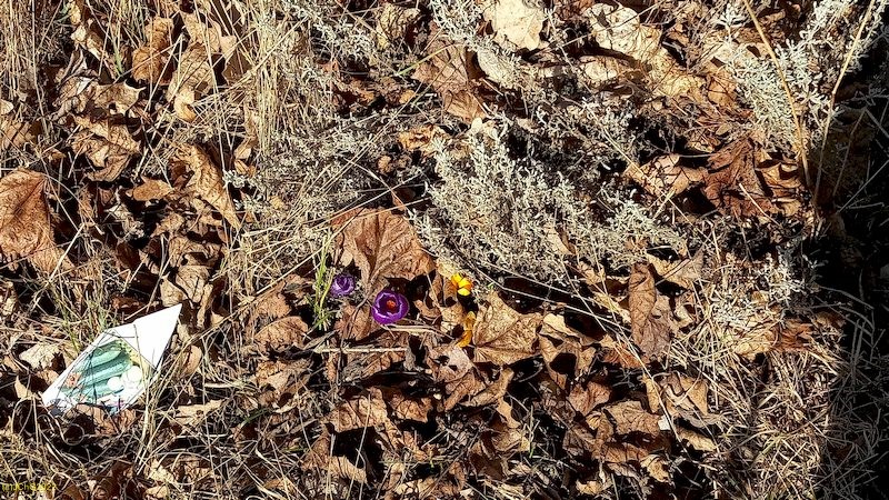 Heiligenkraut und blühende Krokusse Beet "Elstar" 10. Kalenderwoche 2022