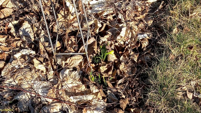 Erste Narzisse beginnt zu blühen im Beet "Lavendel" 10. Kalenderwoche 2022