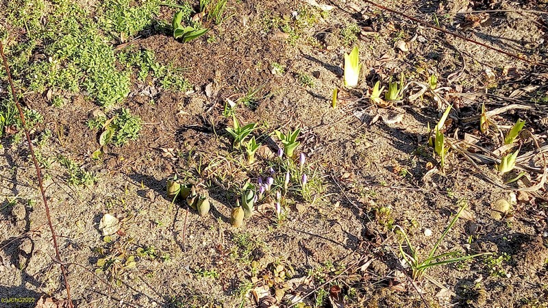 Tulpen, Krokusse und mehr Beet "Omega" 10. Kalenderwoche 2022