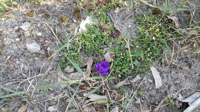 Einziger Krokus im Beet "Iris" 10. Kalenderwoche 2022