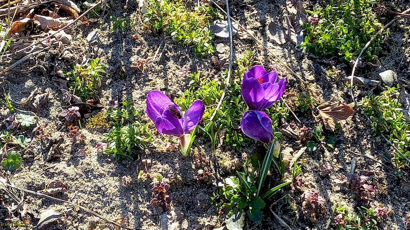 Krokusse Beet "Boskop" 10. Kalenderwoche 2022