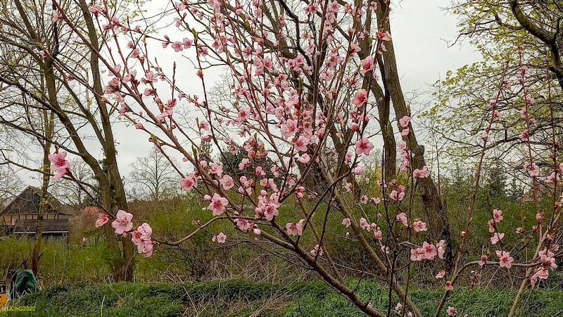 Pfirsichblüten Beet "Mangold" 15. Kalenderwoche 2022