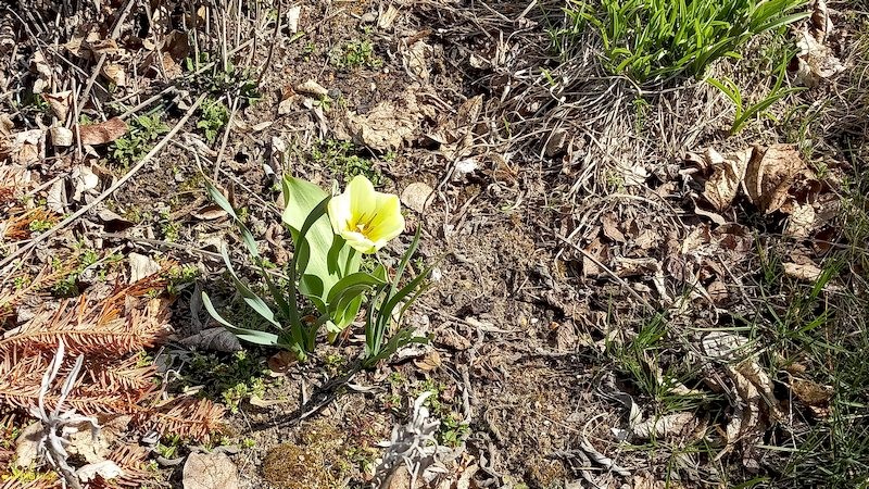 Tulpe blüht Beet "Trapez" 15. Kalenderwoche 2022
