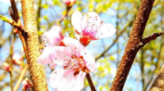 Obstbaumblüten Seite