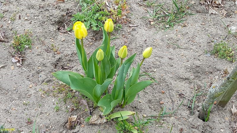 Tulpen Beet "Meerrettich" 21.04.2022