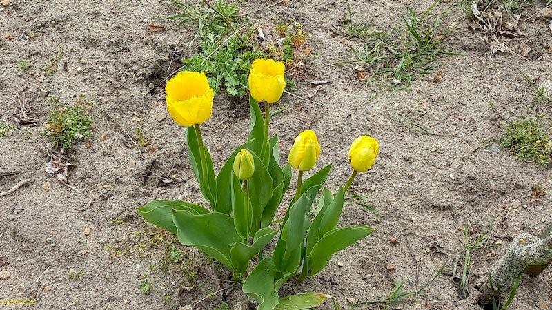 Tulpen Beet "Meerrettich" 22.04.2022