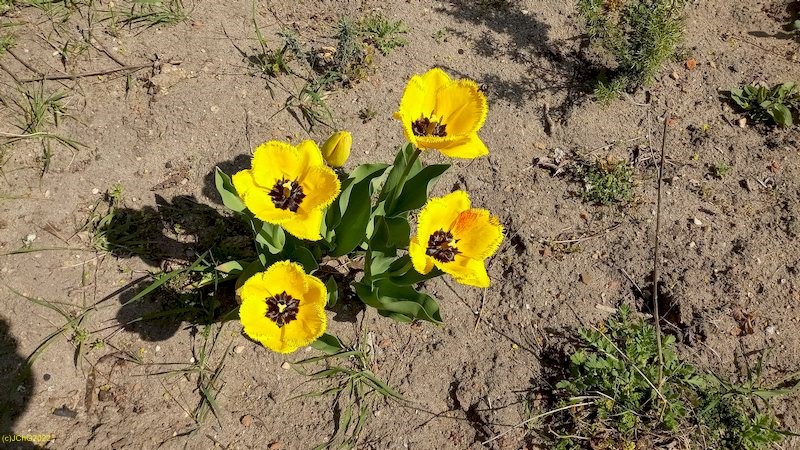 Tulpen Beet "Meerrettich" 23.04.2022