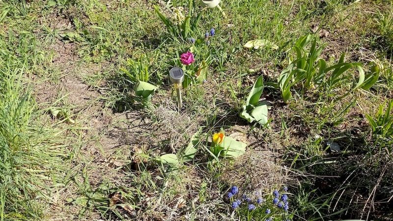 Hyazinthen, eine gelbe und eine lila Tulpe im Beet "Sternmagnolie" Ende April 2022