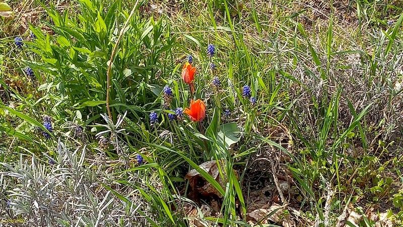 Hyazinthen und Orangenen Tulpen im Beet "Sternmagnolie" Ende April 2022