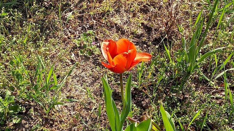 Eine Rote Tulpe im Beet "Boskop" Ende April 2022
