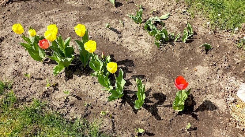 Tulpen im Beet "Spargel" Ende April 2022