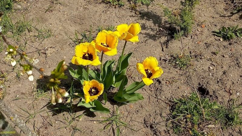 Tulpen im Beet "Meerrettich" Ende April 2022