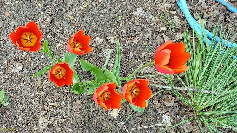 Tulpen im Beet "Birke" Ende April 2022