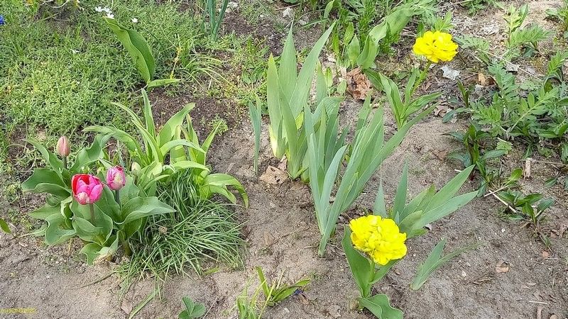 Tulpen im Beet "Omega" Ende April 2022