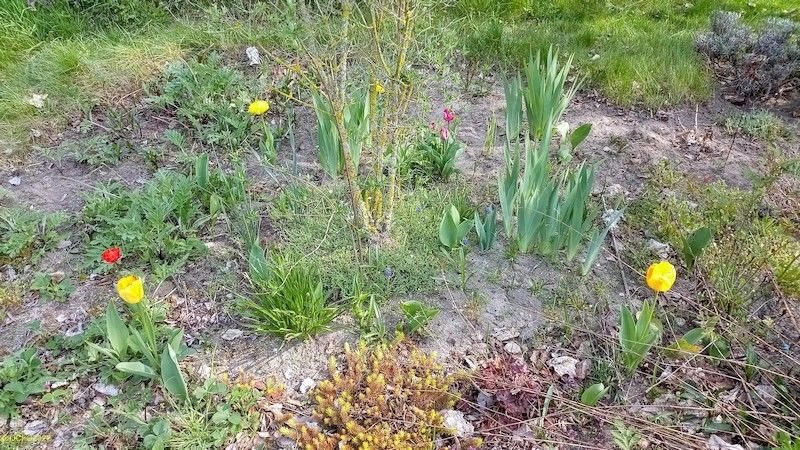 Tulpenkreis Beet "Omega" Anfang Mai 2022