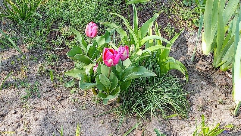 Rote Tulpen Beet "Omega" Anfang Mai 2022