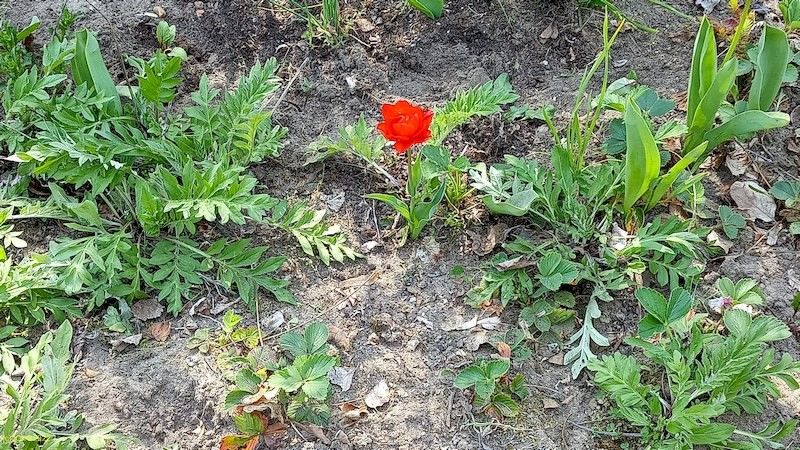 Rote Tulpe Beet "Omega" Anfang Mai 2022