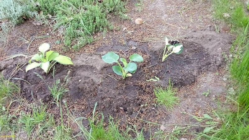 Die neuen Funkien im Beet „Ahorn“ 13.5.2022