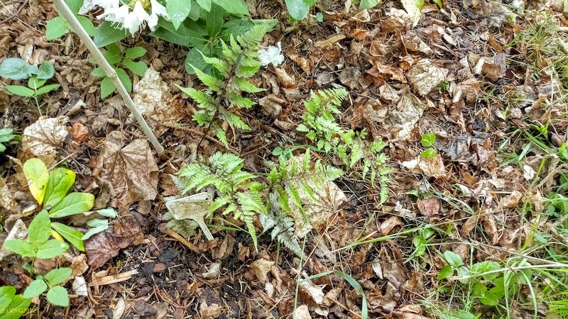 Schmuckfarn im Beet „Mohrchen“ ist auch wieder da 13.5.2022