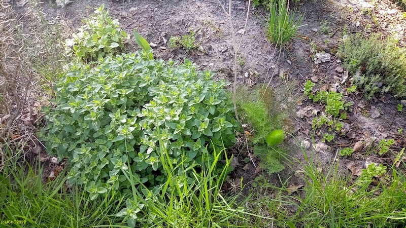 Majoran und Bronzefenchel Beet „Mix“ 14.5.2022