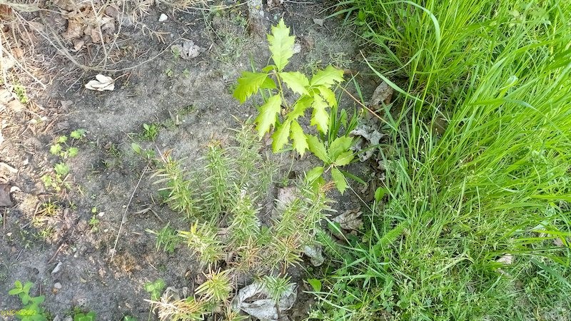Roteiche und Rosmarin Beet „Mix“ 14.5.2022