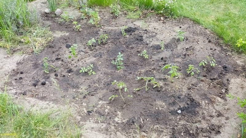 Tomaten Beet „Sauerkirsche“ 14.5.2022