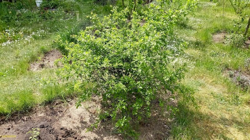 Schlehdorn Beet „Sauerkirsche“ 14.5.2022