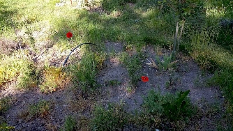Mohnblumen am 16.5.2022