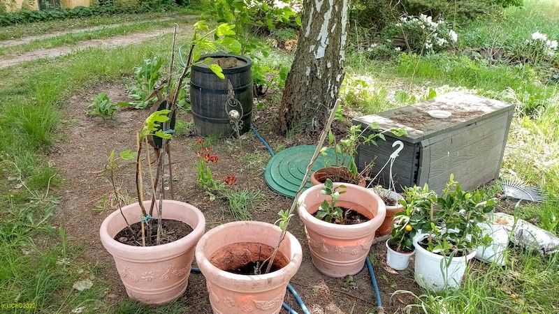 Nach dem Überwintern 16.5.2022