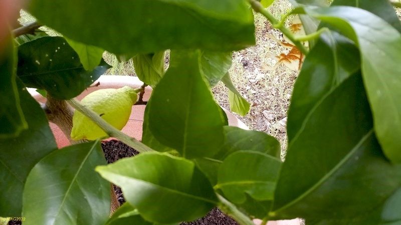 Eine Limette nach dem Überwintern 16.5.2022