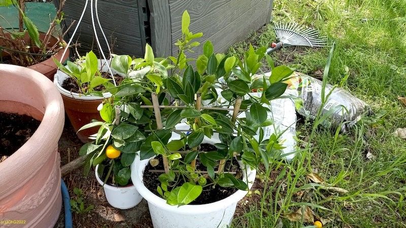 Fuchsien und Calamondinorangen nach dem Überwintern 16.5.2022