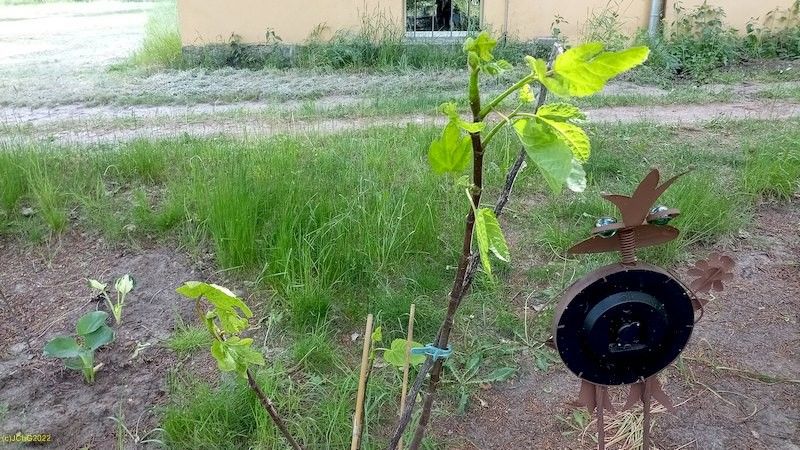 Feige nach dem Überwintern 16.5.2022