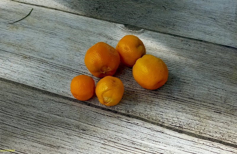 Calamondinorangen im Keller gewachsen Beet „Amor“ 16.5.2022