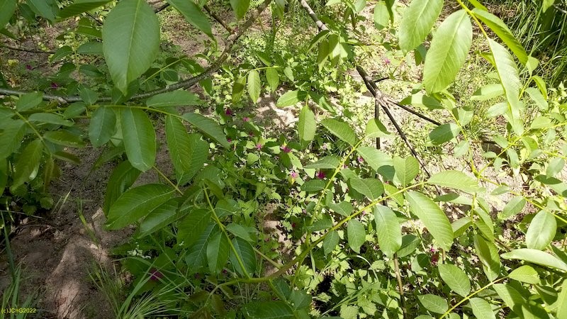 Baumspinat unter dem Walnussbaum Beet "Erwin" 20.5.2022