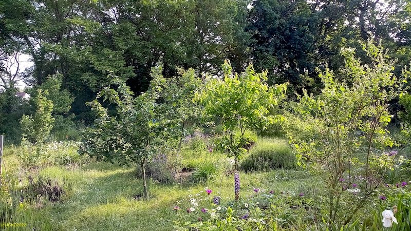 Apfelquitte und Kirschen 2.6.2022