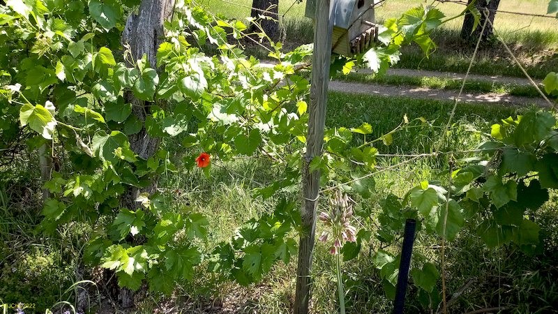 Mohnblume und Wein Pfingstsonntag 2022
